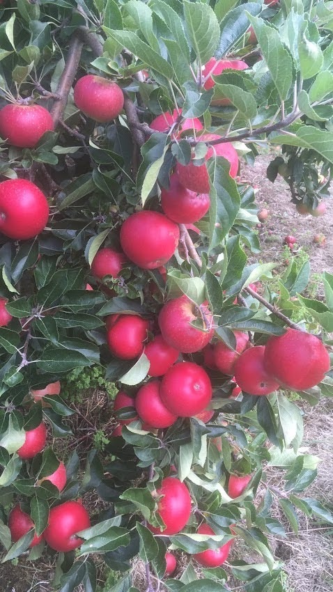Tonbridge Farmers Market - 2nd Sunday every month tweet media
