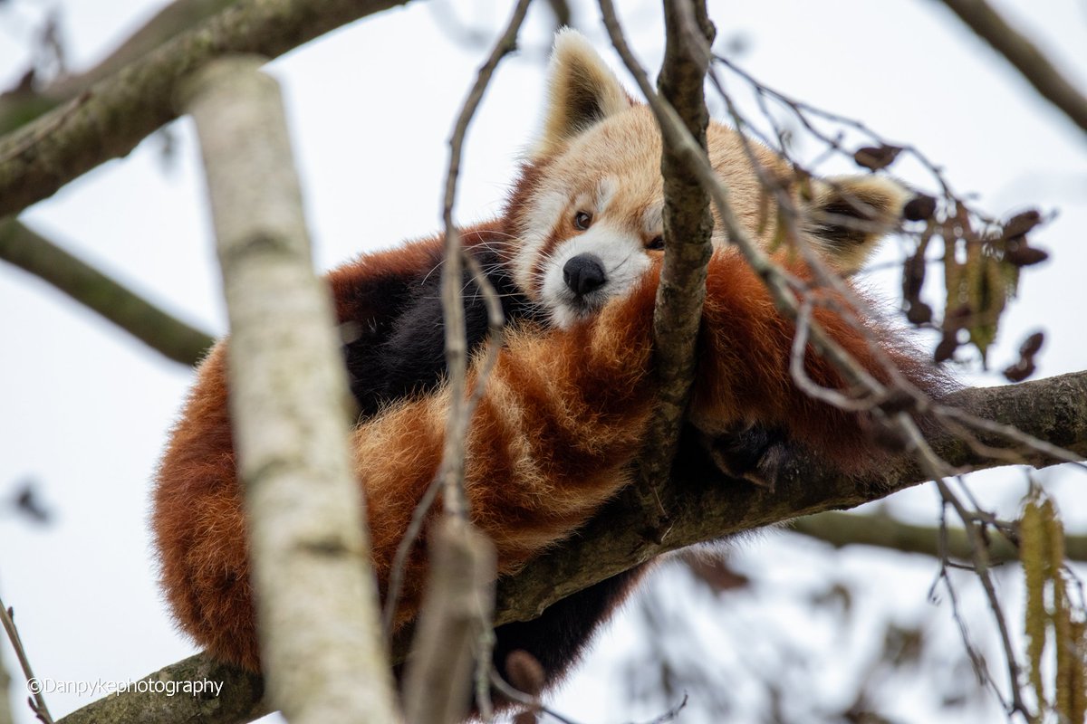 DanielPykephoto's tweet photo. #dublinzoo #dublin #ireland #redpanda #Canon #canonphotography #wildlifephotography #wildlife #images_with_stories #ThePhotoHour https://t.co/sDuLIg1aTm