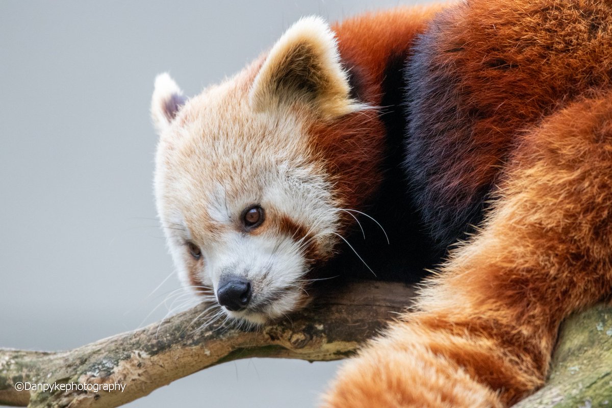 DanielPykephoto's tweet photo. #dublinzoo #dublin #ireland #redpanda #Canon #canonphotography #wildlifephotography #wildlife #images_with_stories #ThePhotoHour https://t.co/sDuLIg1aTm