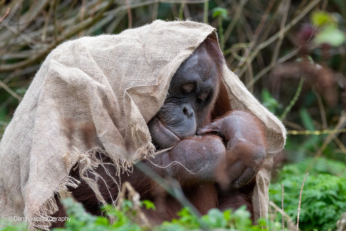 DanielPykephoto's tweet photo. #dublinzoo #dublin #ireland #organgutan #Canon #canonphotography #wildlifephotography #wildlife #images_with_stories #ThePhotoHour https://t.co/HNvvgi55xb