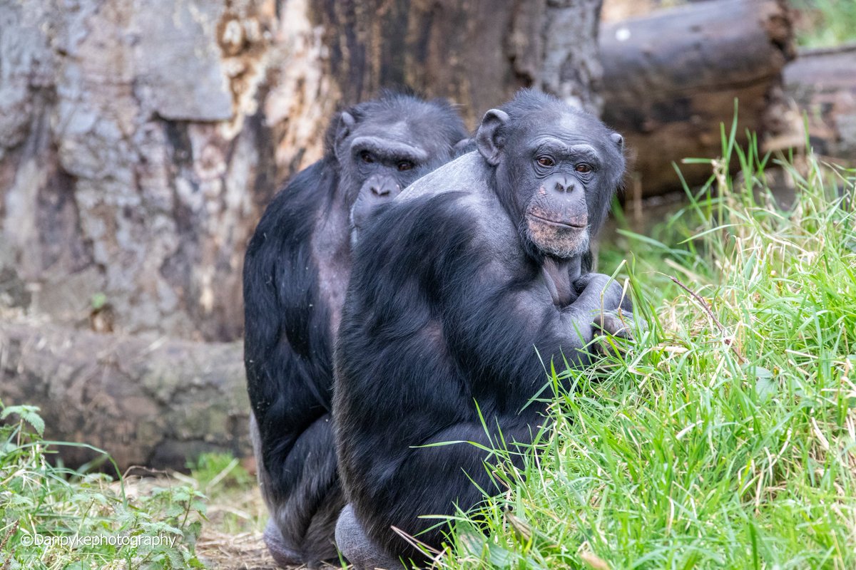 DanielPykephoto's tweet photo. #dublinzoo #dublin #ireland #chimpanzee #Canon #canonphotography #wildlifephotography #wildlife #images_with_stories #ThePhotoHour https://t.co/izRksx30SI