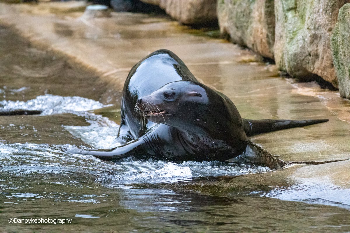 DanielPykephoto's tweet photo. #dublinzoo #dublin #ireland #sealion #Canon #canonphotography #wildlifephotography #wildlife #images_with_stories #ThePhotoHour https://t.co/Np8Crc2hI0