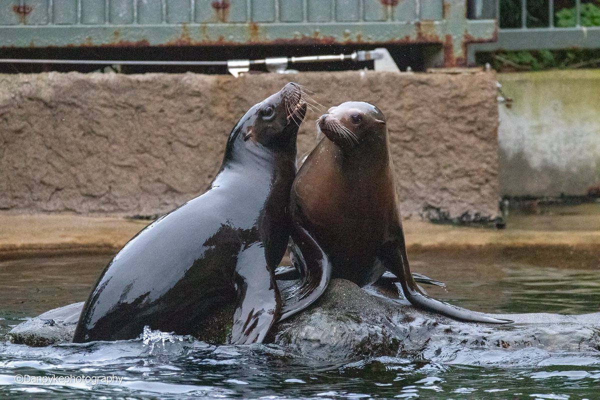 DanielPykephoto's tweet photo. #dublinzoo #dublin #ireland #sealion #Canon #canonphotography #wildlifephotography #wildlife #images_with_stories #ThePhotoHour https://t.co/Np8Crc2hI0
