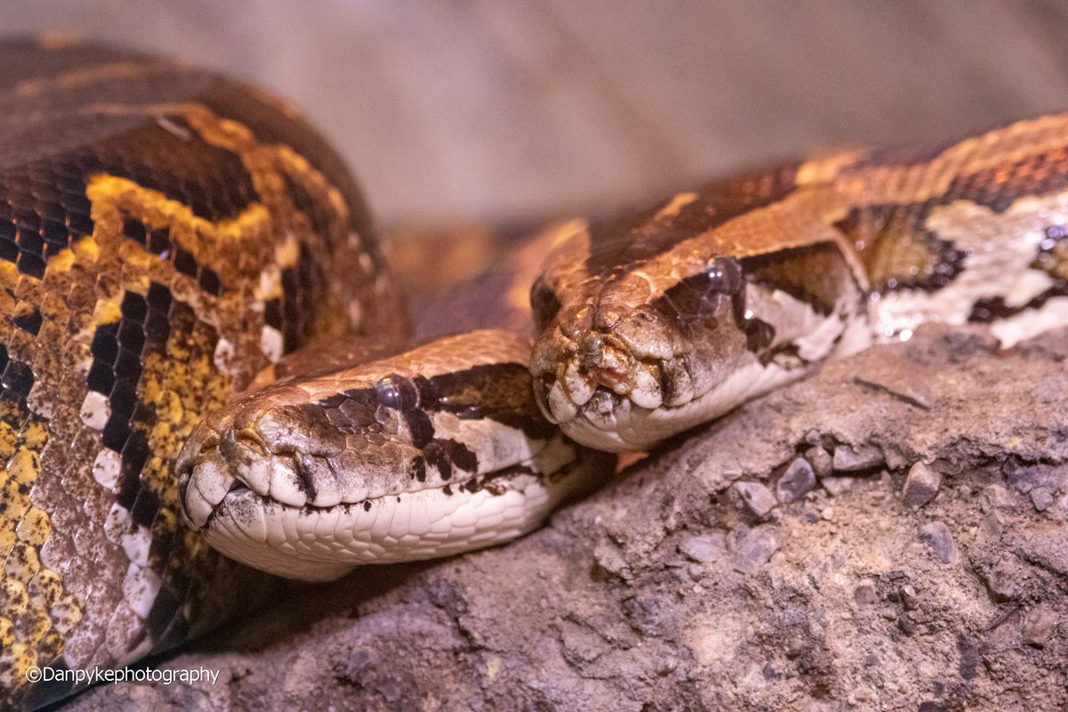 DanielPykephoto's tweet photo. #dublinzoo #dublin #ireland #snake #Canon #canonphotography #wildlifephotography #wildlife #images_with_stories #ThePhotoHour https://t.co/i1Hj4NsiXA