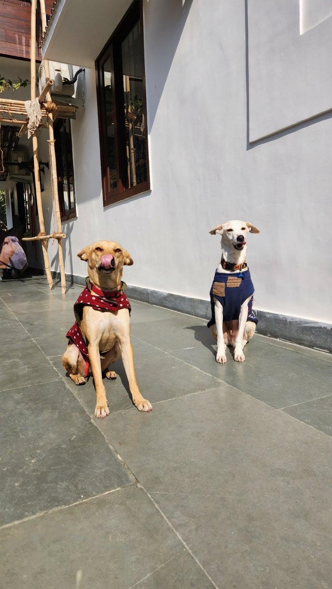 This morning our Indies were lapping up the rare sunshine, literally 🙂 FYI, Indian Army has started employing an Indian breed called Mudhol Hounds in patrolling duties. K9 Salute 🫡