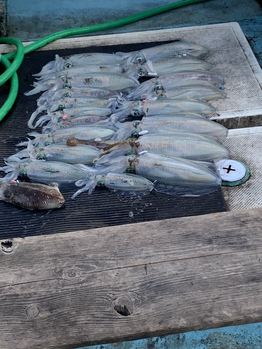 daruina2's tweet photo. 今日も懲りずに日和佐沖でティップラン🦑
大潮のくせに潮動かず苦戦したけど、なんとか5杯

水温もまだまだ高いようでしばらくいけるらしいよ🦑 https://t.co/u83enaX1IW