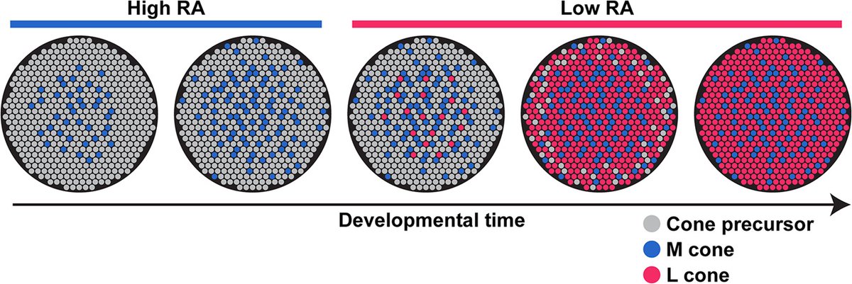 PLOSBiology's tweet photo. Human #ColorVision is mediated by 3 subtypes of cone #photoreceptors. Study of human #retinas & retinal #organoids by @BobbyJEyeGuy &co shows that green cones arise before red cones & that specification is regulated by retinoic acid signaling #PLOSBiology https://t.co/iisTFgClpN https://t.co/jgzhTxfFGH