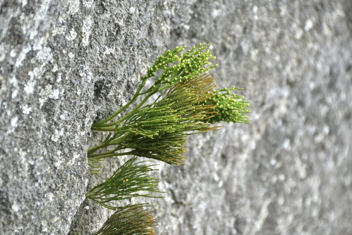 マツバラン（Psilotum nudum） #FernFriday