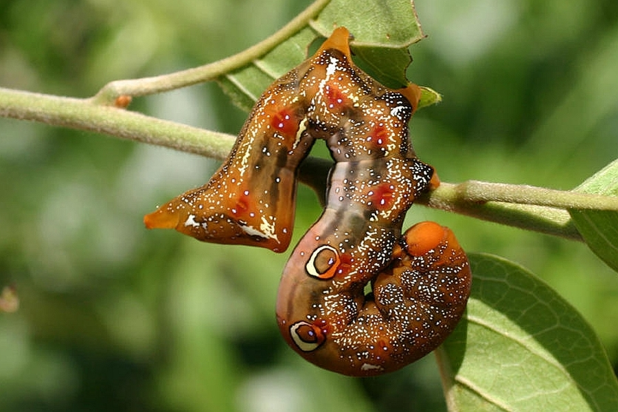Eudocima phalonia, también conocida  como polilla perforadora de frutas común. Si bien es una plaga grave de frutas maduras en Asia, Australia y África, su larva luce una gama de colores y formas realmente impresionante.