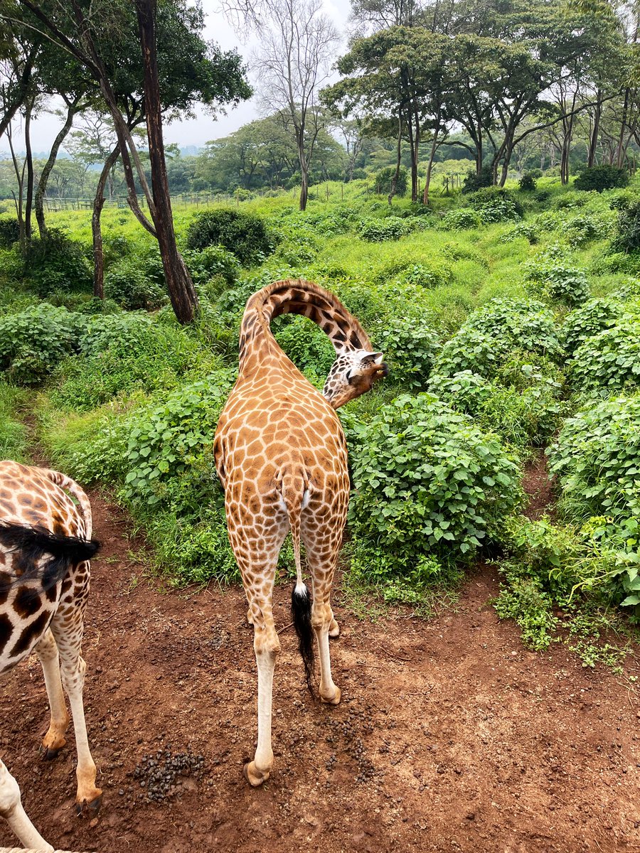 A great initiative for breeding the endangered Rothschild giraffes and reintroducing them back to the wild .
A great feeling as you interact with them , it’s worthwhile Day1-14 days Kenya exploration
info@discovergorillas.com 
nafricansafarisltd@gmail.com #giraffe #visitkenya