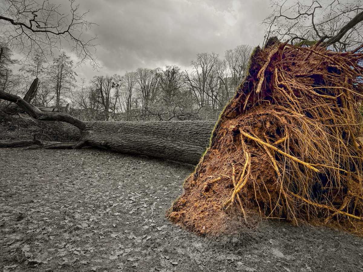 The Fallen  @admired_art  #fallentree #landscapephotography  #landscape #nature #ThePhotoHour #StormHour #park #photooftheday #twitterfriday  #bnw #bnwphotography #blackandwhite #blackandwhitephotography #monochrome  #trees #tree #nature #fallentrees #forest #storm #photography