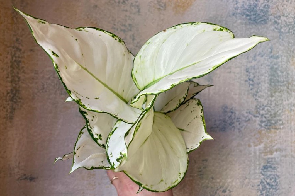 Pianta dal sicuro “effetto wow”, la Aglaonema White Joy è la pianta del momento. Vieni a trovarci per scegliere la tua! Se non puoi e vivi a Milano, scrivici in privato per la consegna a domicilio!
capoverde.com/fiori-piante/a…
#capoverdemilano #Aglaonema   #piantedomiciliomilano