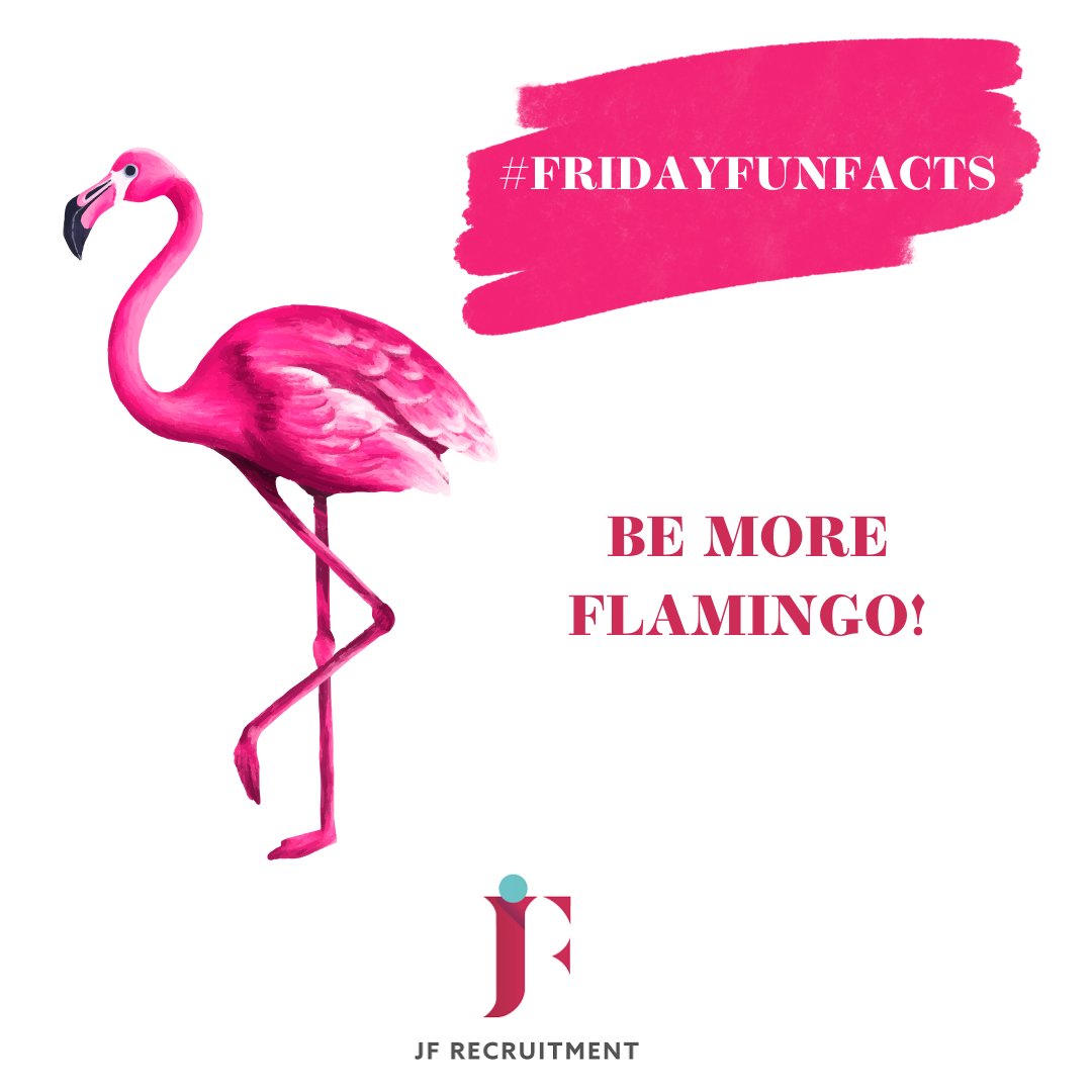 FRIDAY FUN FACTS! Flamingos stand on one leg when they are relaxed. It seems they've got the 
Friday vibe down!  #bemoreflamingo #fridayvibes #chilledday #mentalhealth #happydays #happyrecruiter #jfrecruitment #funfacts