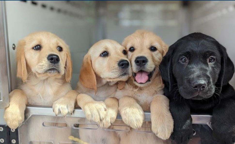 chorleyguidedog's tweet photo. Lots of trouble on #FriendsRoundFriday
#Chorley #GuideDogs #GuideDogsUK #GuideDogsForTheBlind https://t.co/SqiQ5XuZoU