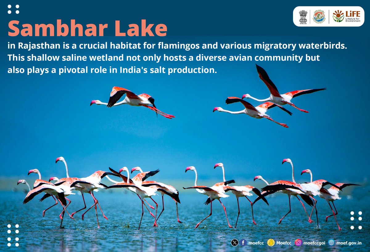 Discovering India's Ramsar Sites 🦢 Day 7: Sambhar Lake From wetlands to wildlife, each site is a unique haven for nature. Let's celebrate and safeguard these vital ecosystems together! #RamsarSites #WorldWetlandsDay #WetlandsAndHumanWelbeing @RamsarConv