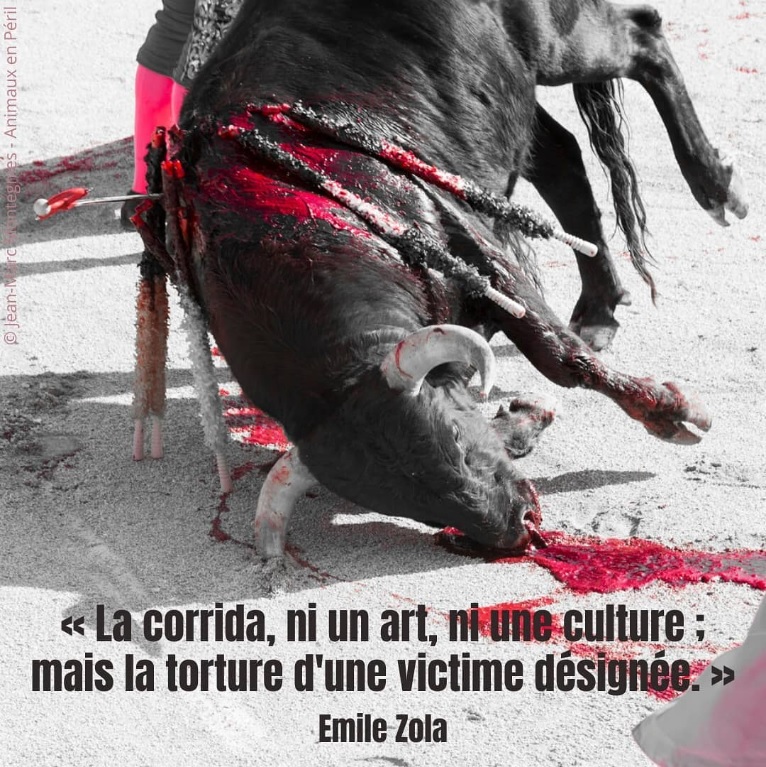 PETA_France's tweet photo. Ni un art ni une culture, la corrida est la torture d'une victime désignée. #StopCorrida https://t.co/qI5YYyrHqL