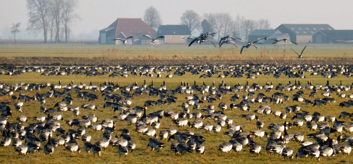 <a href="/SiebelinkJeroen/">Jeroen Siebelink</a> Over diarree van de hatende factfree pratende vegan industrie pushende domme activisten gesproken.
63.950.000 kg poep van ganzen met daarin 1.279.000 kg stikstof. Van ganzen alleen dan hé! Kortom, ganzen schijten net zoveel als koeien. researchgate.net/publication/29…