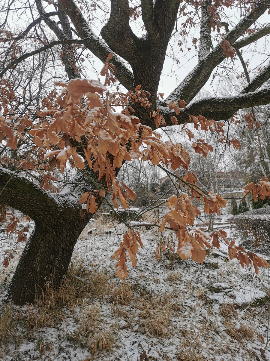 Robert Rauschkolb (@r_rauschkolb) on Twitter photo Fieldseason only in summertimes? 🌞 Not when you are studying "leaf marcescence"... Together with colleagues from other botanical gardens I currently investigate global patterns of this phenomena in trees 🌳🍃 Really interesting but cold❄️ <a href="/Matt_W_Austin/">Matthew W. Austin</a> Fieldseason only in summertimes? 🌞 Not when you are studying "leaf marcescence"... Together with colleagues from other botanical gardens I currently investigate global patterns of this phenomena in trees 🌳🍃 Really interesting but cold❄️ <a href="/Matt_W_Austin/">Matthew W. Austin</a>