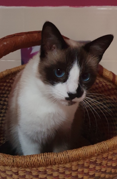 Missing Animaux 81 tweet media