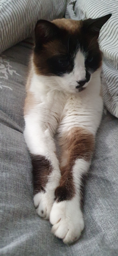 Missing Animaux 81 tweet media