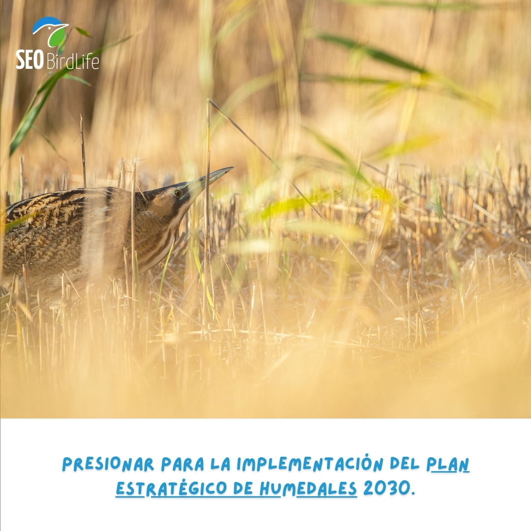 SEO_BirdLife's tweet photo. 4️⃣ Esto es muuuuy necesario. 👇
https://t.co/kP5rBF4sWH
#AvedelAño #aves #avetoro https://t.co/BePH2bQR4H