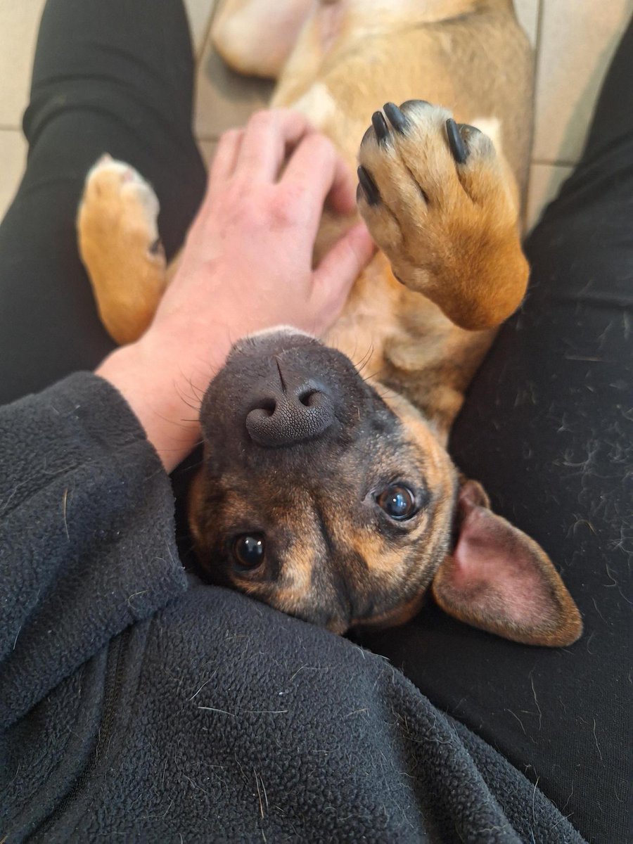 DogsTrust_IE's tweet photo. Ralph has his weekend plans sorted!
Belly scratches and cuddles after a long week. It's tough work being that cute! 🐾
#SaturdaySnuggles https://t.co/EfeL1g94uw