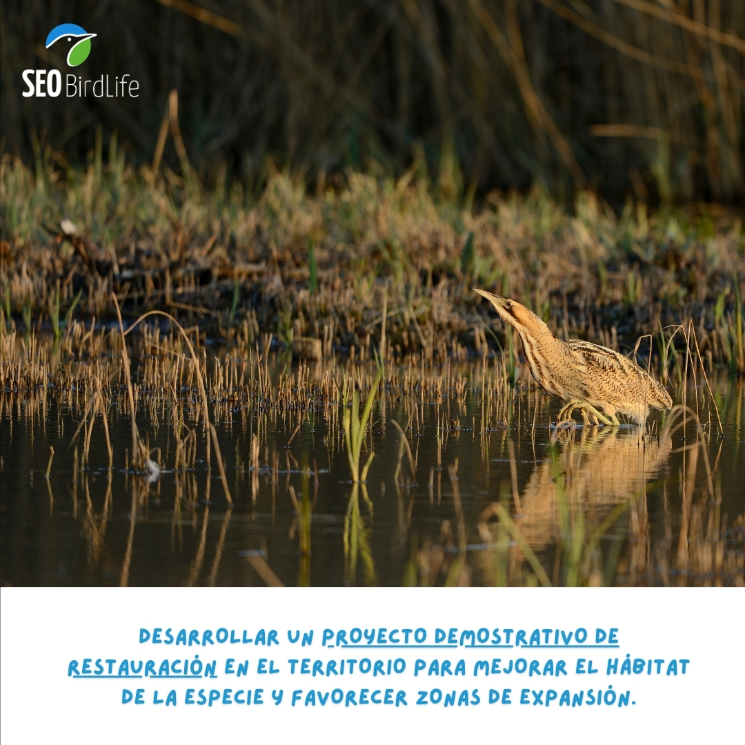 SEO_BirdLife's tweet photo. 5️⃣ ¡Pondremos todo nuestro esfuerzo para obtener los mejores resultados!💪
https://t.co/kP5rBF4sWH
#AvedelAño #aves #avetoro https://t.co/ssbaaat3Do