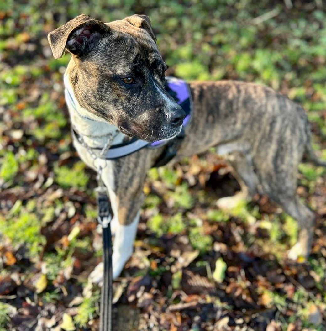 Rehoming Animals Telephone Service tweet media