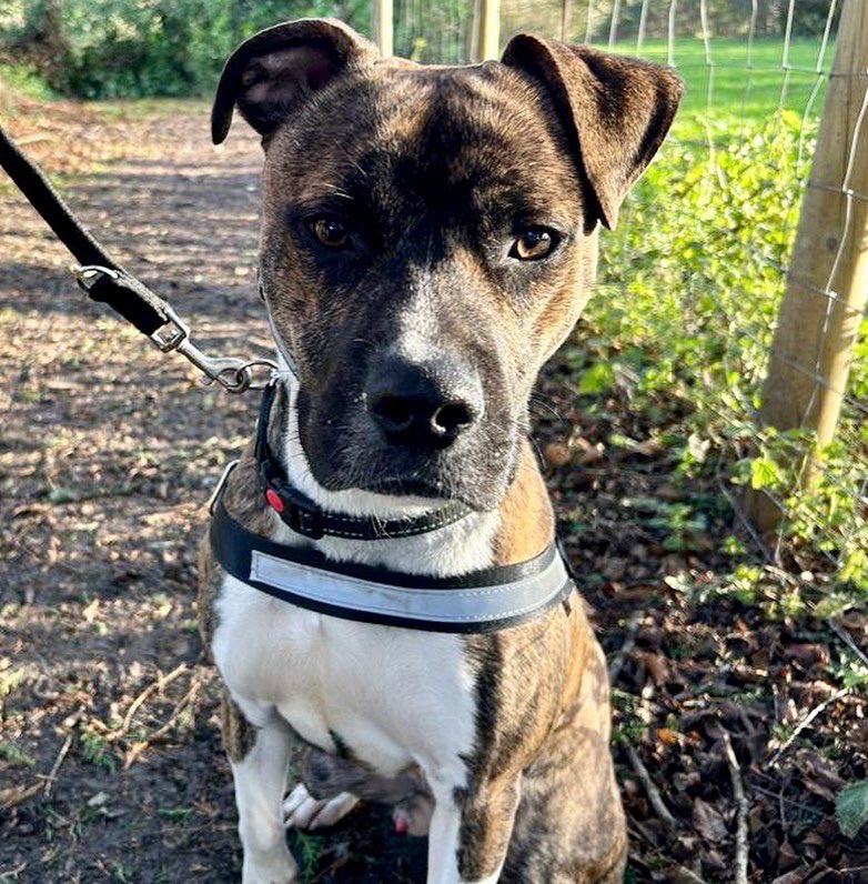 Rehoming Animals Telephone Service tweet media