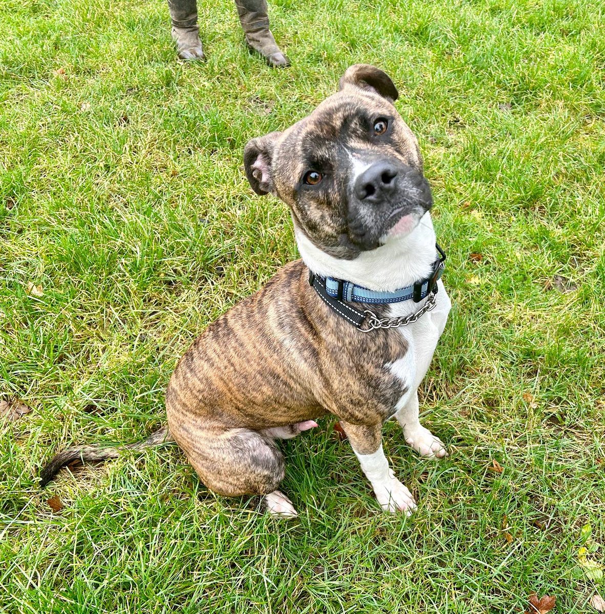 Waldo is looking for a home and could be a great family dog! Do you think he could be the one for you? 

Find out more here 👉 rats-animalrescue.co.uk/dogs/waldo