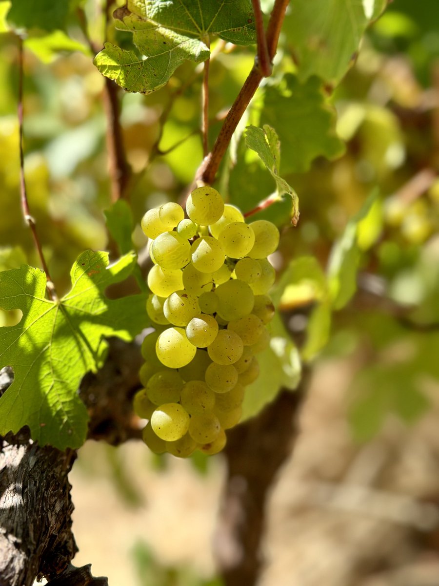 It's 2024 and the new harvest is fast approaching in the Cape Winelands. Today Nadia Langenegger is sampling Chardonnay vineyards in Stellenbosch to determine ripeness and picking dates. We pick grapes from selected vineyards in Stellenbosch for our #FalseBayVineyards wine ranges