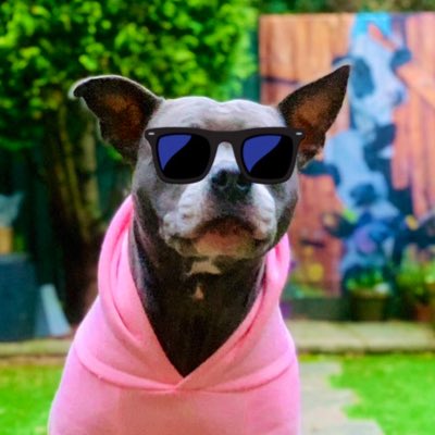 #NewProfilePic #IsaMary #Cool #DogModel Avoiding the pupperazzi 😎🩷🩷