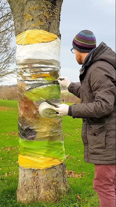 Increíble arte 3D en troncos por Howard Lee, hecho sin dañar los árboles.