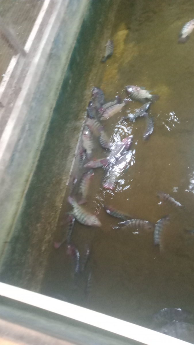 MbahKidjoFarm's tweet photo. Nila lokal atau nila hitam, ukuran telapak tangan.. biasane sekilo isi 2-3 ekor.. 🏁
Dijual untuk yg butuh, kalo gak butuh abaikan saja.. 🤭
Regenerasi dan restrukturisasi UPPI total ..👍
wes raono hastag #UPPI bakale.. 😉
Minat monggo bisa DM atau lihat profil ..

#Nila
#Sleman https://t.co/cuS0Z91WQ7