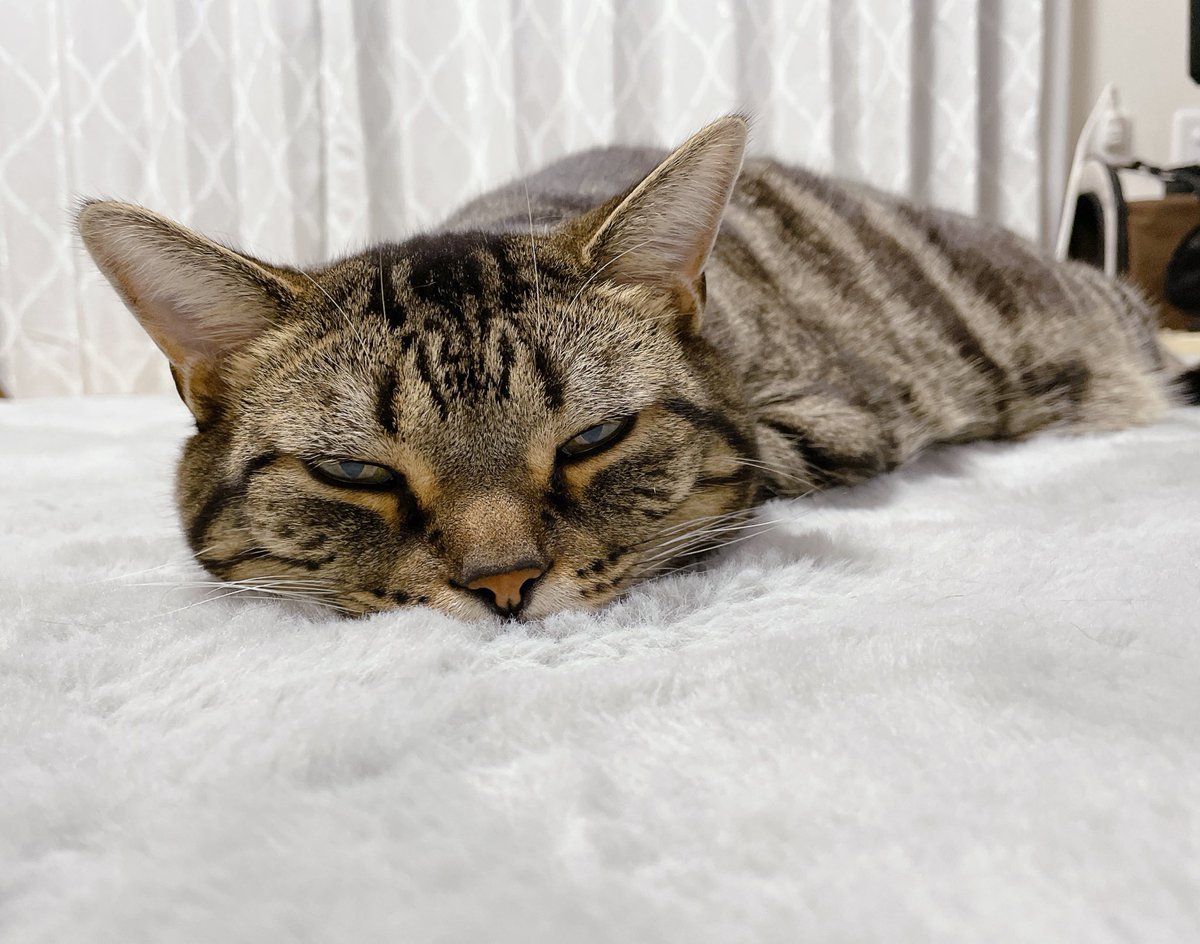 もふもふカーペット♡
毛足が長めでちょっと埋もれちゃうんだよね
もふっ♡