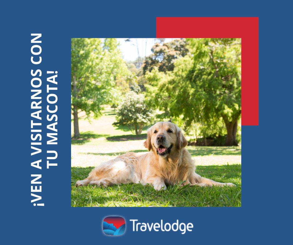 No os perdáis nada, disfruta de una escapada con tu mascota con Travelodge Hoteles España.🐶
Consulta las mejores condiciones en nuestra página web.
 ✅travelodge.es ✅
.
.
.
#hotel #travelodge #viajes #estancia #madrid #barcelona #valencia #travel #turismo #spain