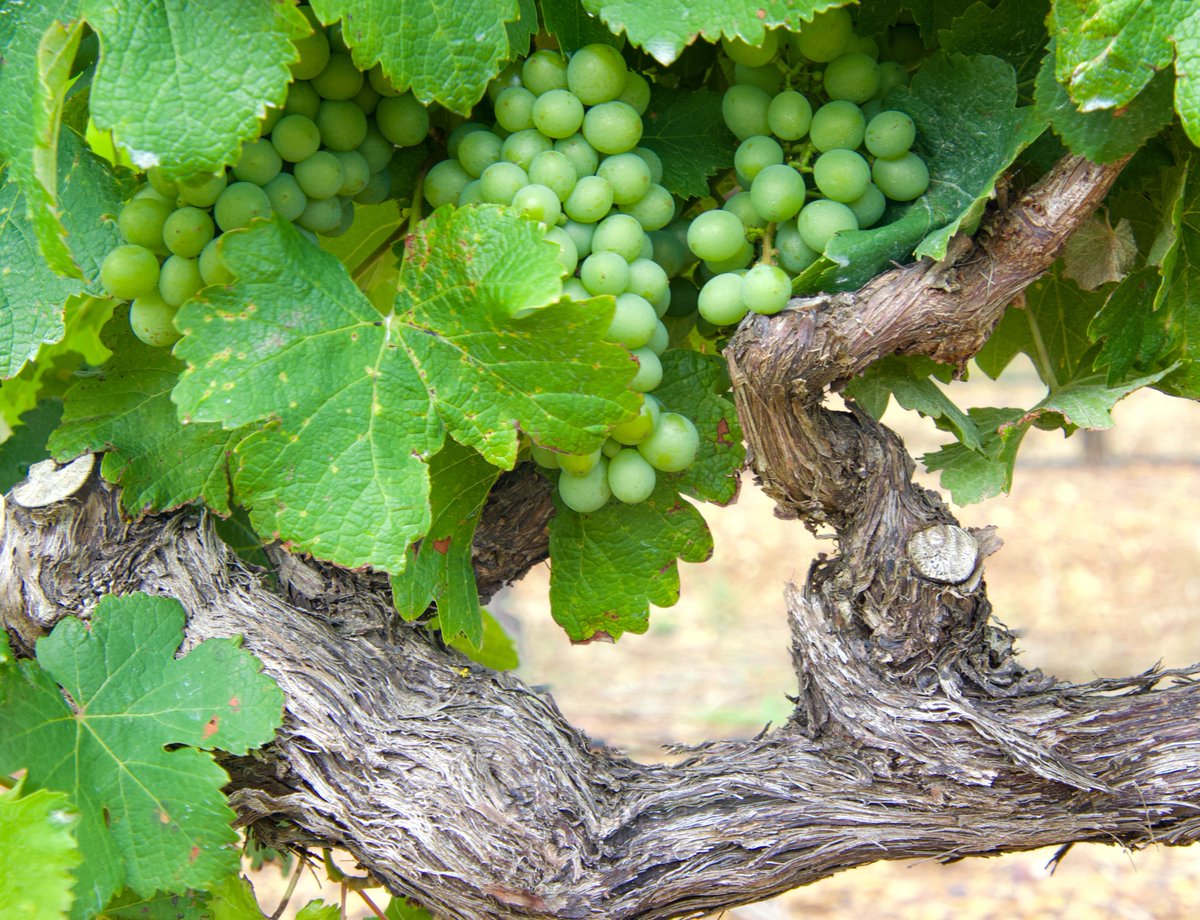 Black Oystercatcher Wines tweet media