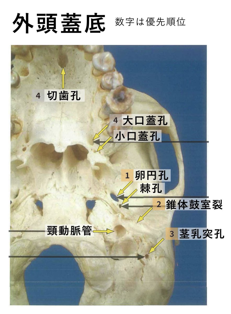 koro_c_dental's tweet photo. https://t.co/nnwmGbS4au