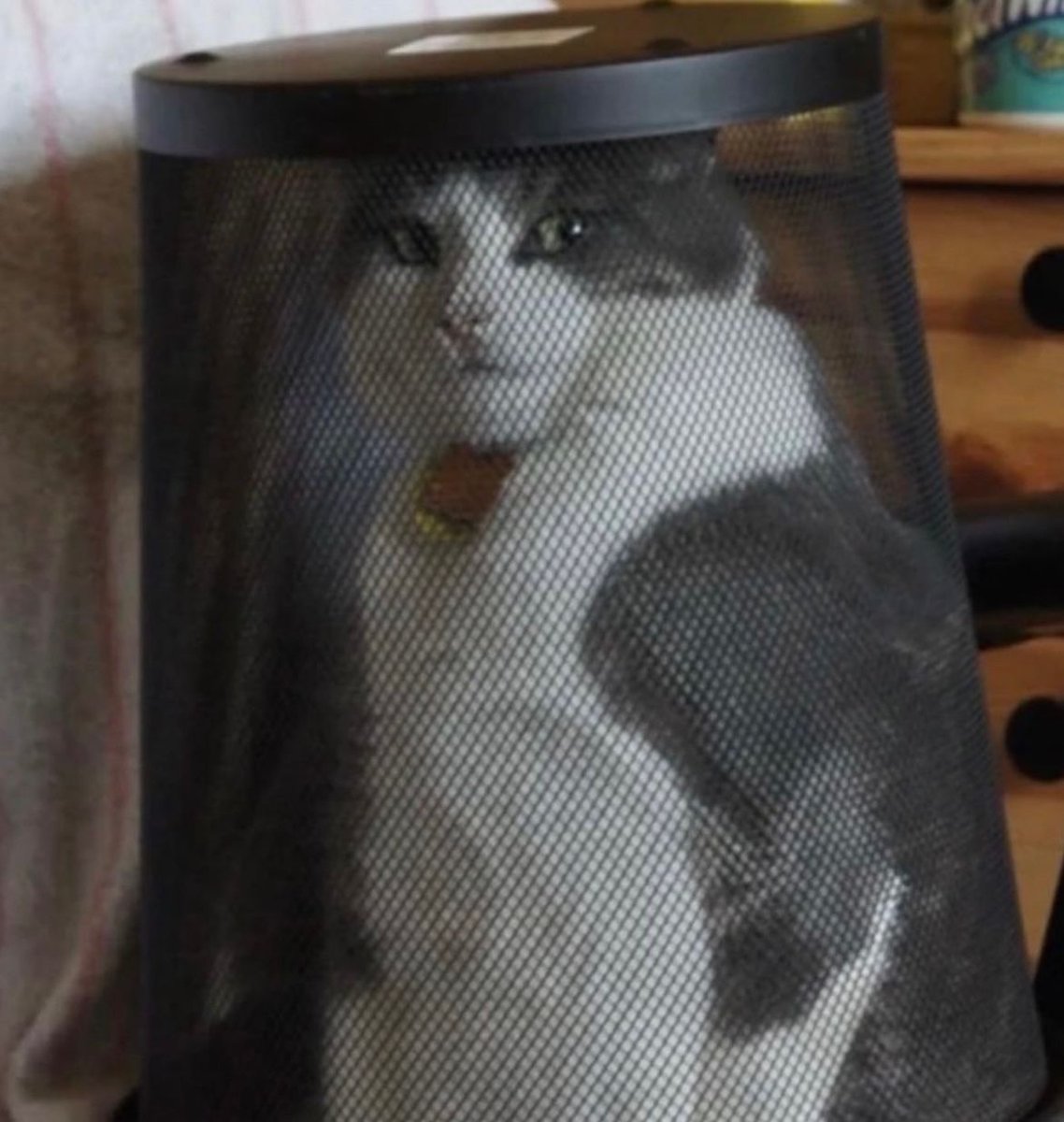 PostsOfCats's tweet photo. imprisoned for his crimes https://t.co/qip14efi2F