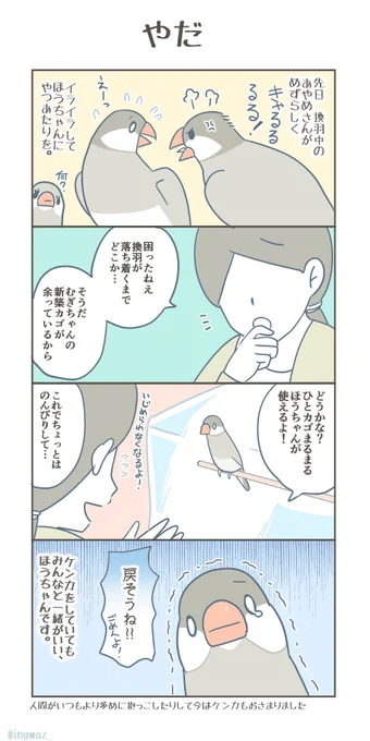 やだ。  #漫画が読めるハッシュタグ #Buncho #文鳥