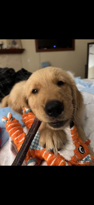 Dusty&rsquo;s 🐕 first night and following  morning with us l😍❤️ https://t.co/wXbJ2TmdEx