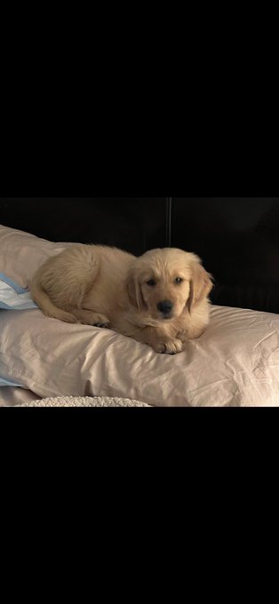 Dusty&rsquo;s 🐕 first night and following  morning with us l😍❤️ https://t.co/wXbJ2TmdEx