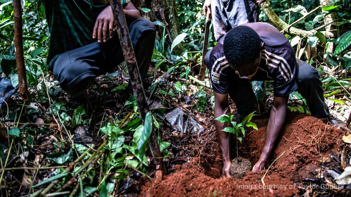 Have you heard of the Ebony Project? @TaylorGuitars launched it seven years ago to create a socially responsible and environmentally sustainable model for sourcing ebony wood for guitars. Find out more in this inspiring #GEFvoices interview: wrld.bg/yowE50QpczR