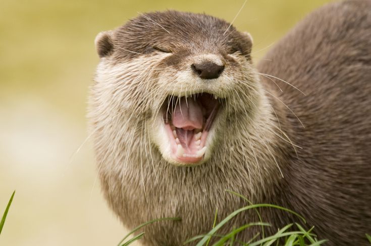 Otter(s) an Hour tweet media