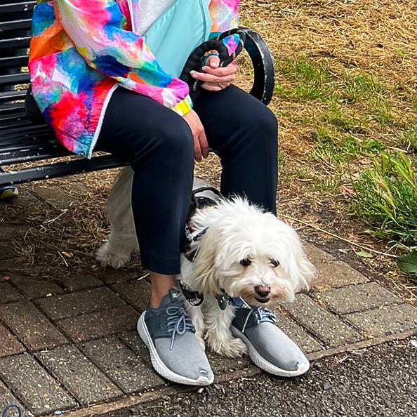 WeWalkandTalk's tweet photo. In #WalkyourDog month, with the #walkandtalk groups welcoming our four-legged friends on most of their walks, we have the perfect excuse to look at some of the gorgeous dogs that have joined recent walks!

#wewalkandtalk #walkingandtalking #Wimbledon #Merton #Wandsworth #walk https://t.co/xsDDTwG77h
