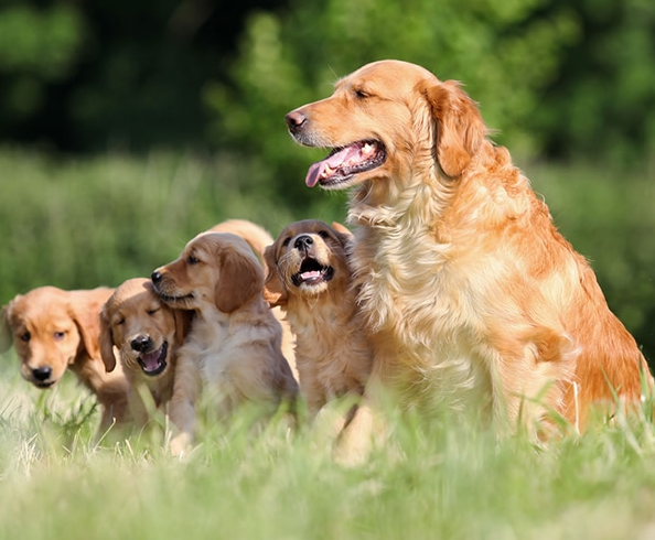 more_ambitions's tweet photo. Golden Retriever dogs have a balanced and neat body size. On the outside, their shape is quite eye-catching and easy to create sympathy with people. When mature, Golden dogs will have the corresponding standard size as follows:

Females: height 55-57 cm, weight 27-32 kg.

Male: height 58-61 cm, weight 29-34 kg.

Golden has a rather large head. Golden's extremely sharp black nose helps him find every trace. The dog's eyes are dark brown, large and round, showing quick intelligence. Golden has a large muzzle and strong, sharp molars. The Golden dog's ears are relatively long and cover half of the cheeks. It has a fairly wide chest with a large neck and well-developed muscles. The special feature of purebred Golden dogs is that their tail is never curved and is long to the heel. The Golden Retriever dog breed has a thick, soft, creamy yellow coat. That fur is divided into 2 main layers