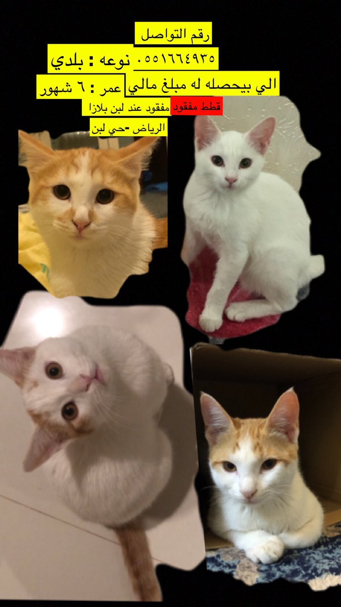 ( مكافأة مالية لمن يجدهم )

الحالة: #قط_مفقود 
العدد: اربع قطط مفقودين
مفقودين بتاريخ: الجمعة 5 يناير 2024
#الرياض 
المكان:  مجمع لبن بلازا
الجنس: 2 ذكر / 2 انثى
العمر: 6 شهور
النوع: كل الاربعة بلدي
اللون: 2 بني فاتح - واحد ابيض مع نقط بني -  وحده منهم ابيض ساده 
الصحة: ممتازة
من