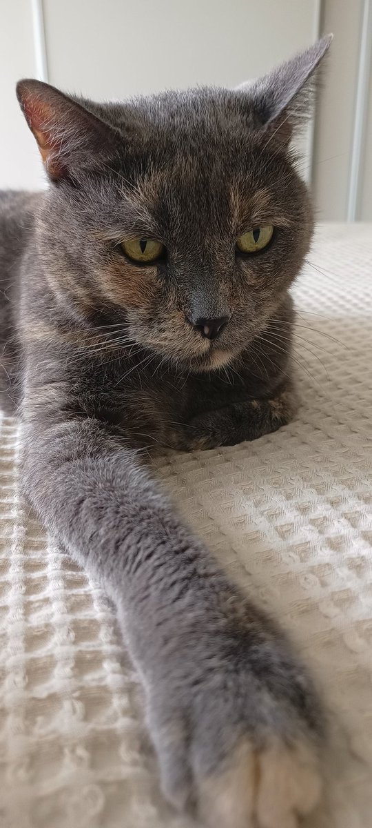 SteveSteed4's tweet image. Everyday is Psycho Kitty day #PK4L
@PsychoKittiesOG