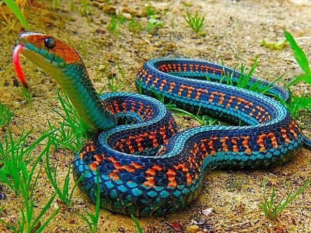 The San Francisco Garter Snake has been on the endangered list since 1967, and has been labeled the most beautiful snake in the U.S. Researches estimate only 1-2 thousand remain