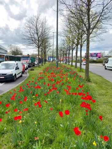 dimitristrobbe's tweet photo. 💡We lanceren een ideeënoproep om #Brussel samen met de Brusselaars te vergroenen en te ontharden! Heb je een idee? Wat bomen aan een plein? Een eekhoorntjes-brug? Een stadstuin? Let us know! 🌳

#BM #Maintain @elkevdbrandt 
👉 https://t.co/YS7lgxpPkV https://t.co/X0zGPAnQJU